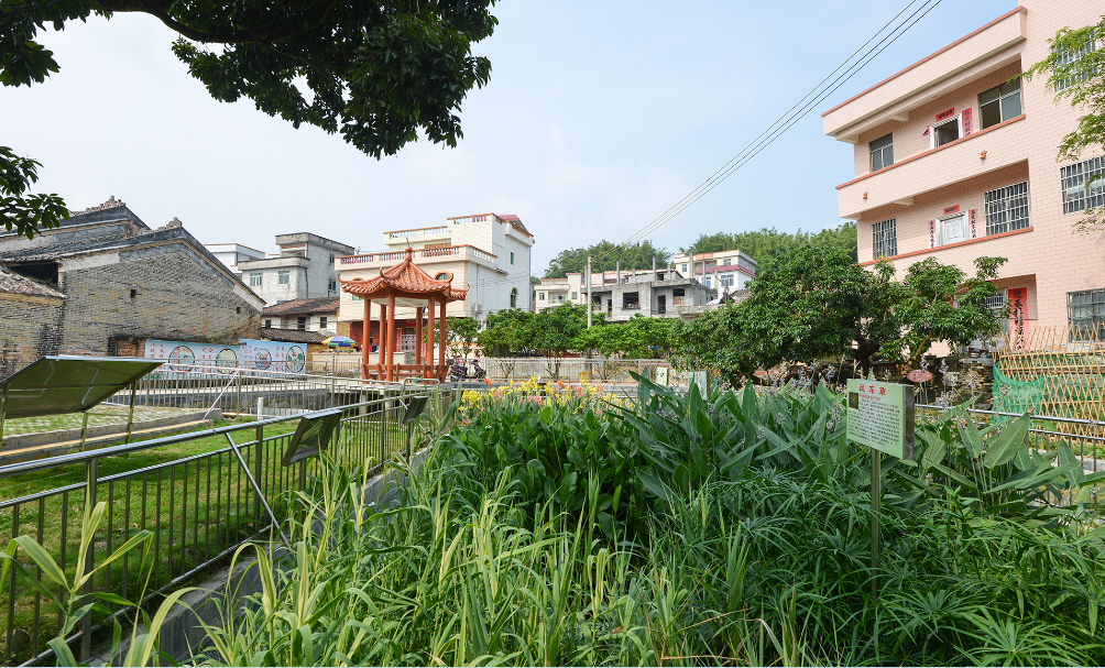 走進新農村：早禾村之生態景觀--黎鎮芳.png