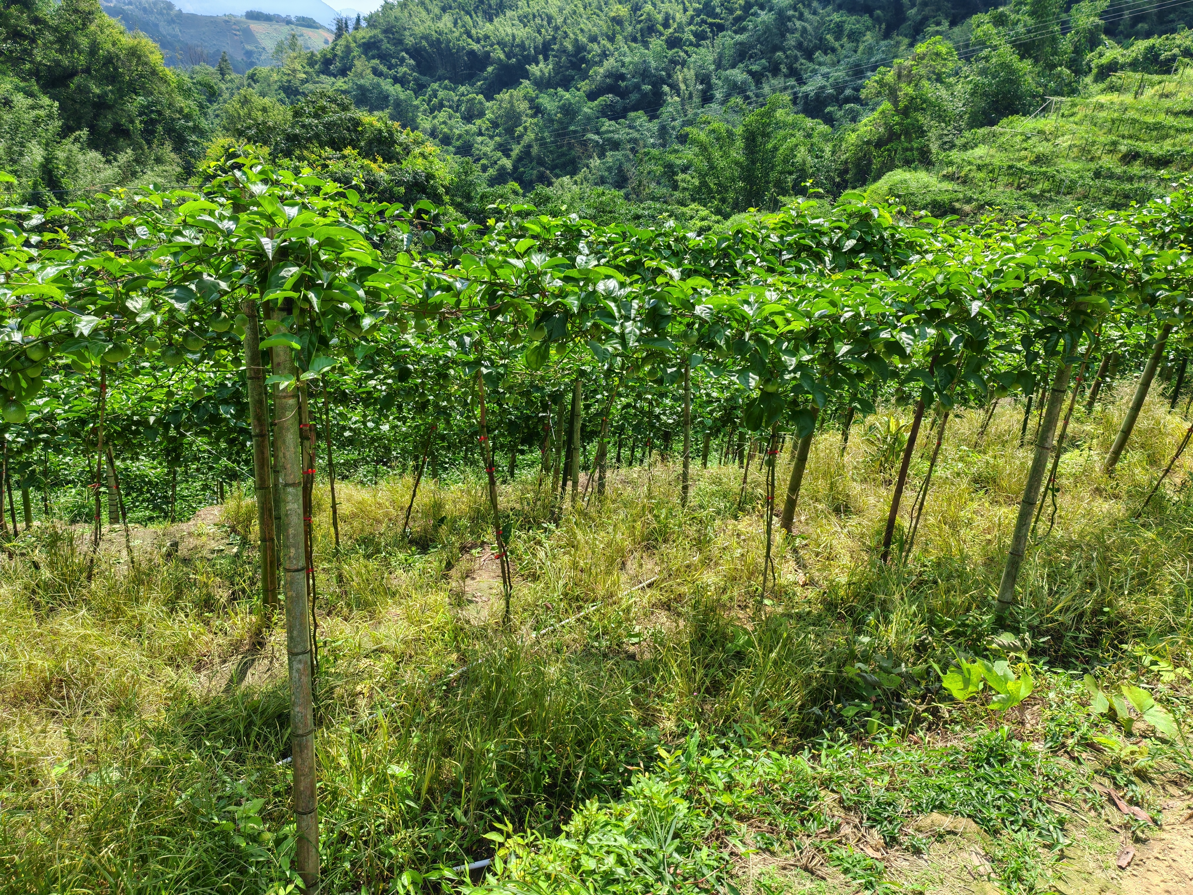 三和百香果 (1).jpg